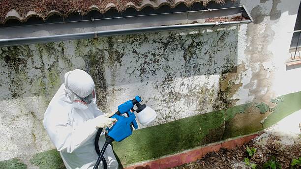 Top rated local Attic Mold Remediation specialists in Spring Hill, TN
